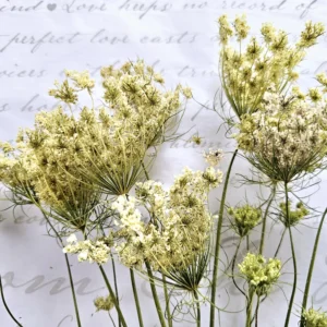 dried queen anne’s lace flower stems bouquet