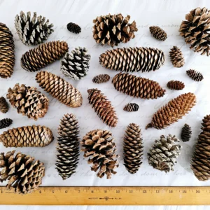 big spruce cones and pine cones