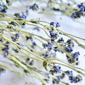 dried chinese forget me not