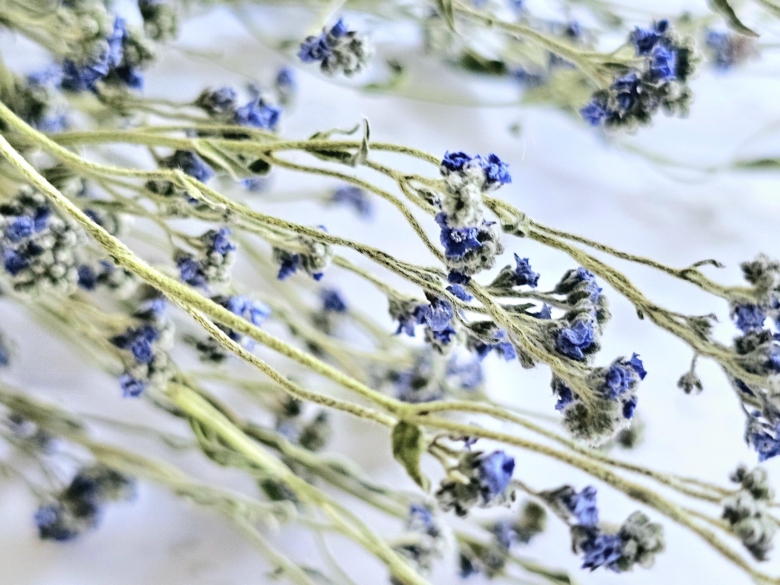 dried chinese forget me not