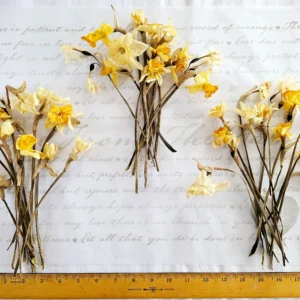 dried daffodil narcissus