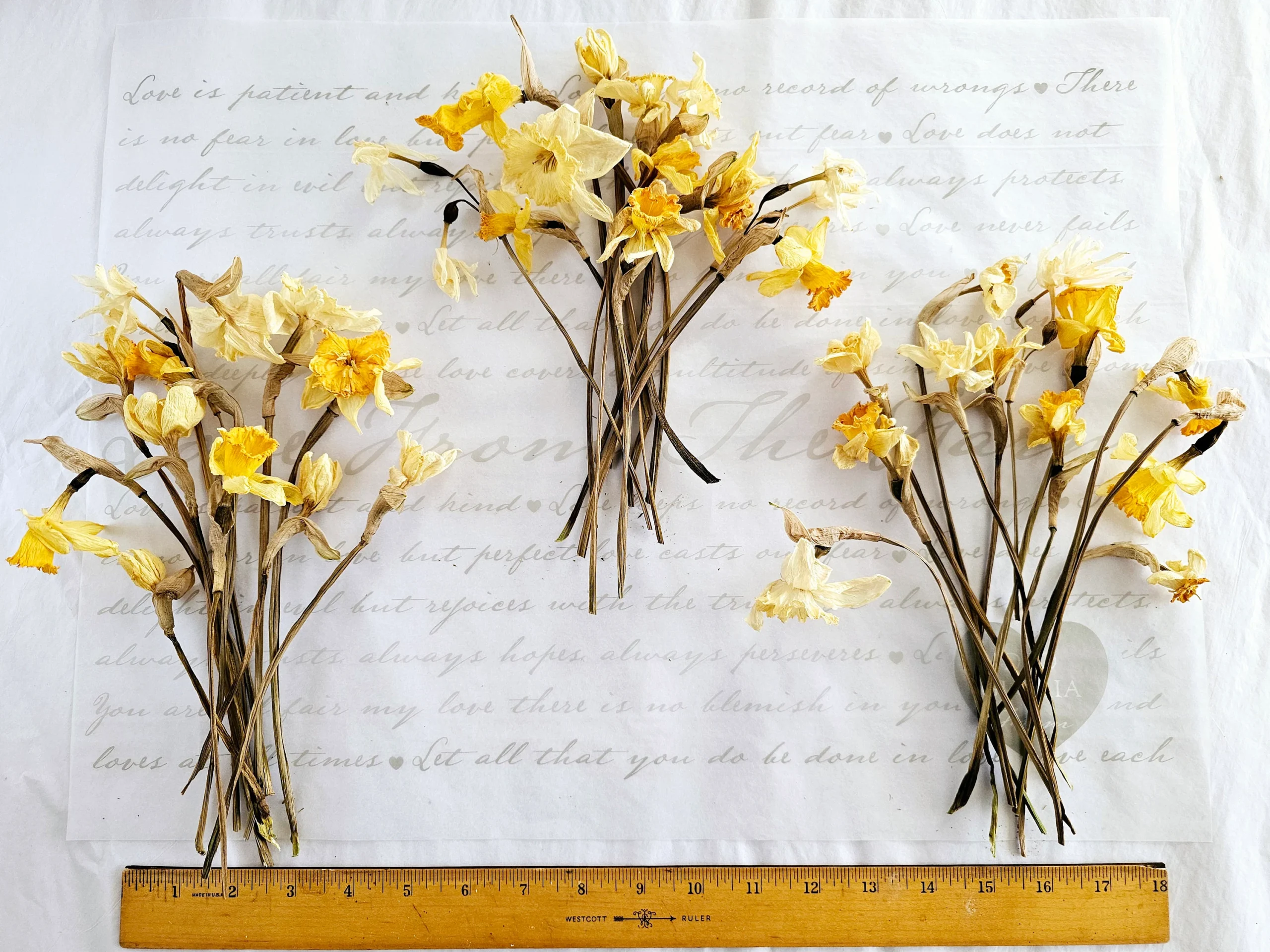 dried daffodil narcissus