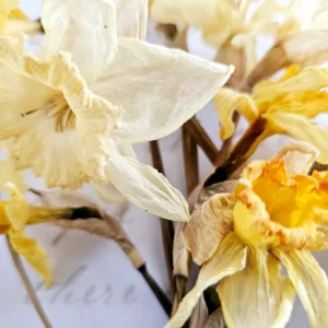 dried daffodil narcissus