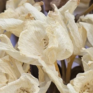 dried daffodil narcissus