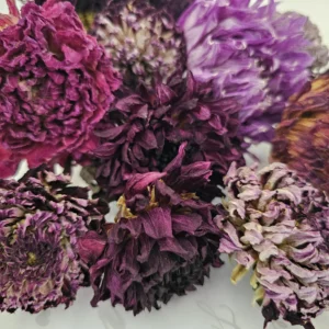 dried dahlia flower stems bouquet