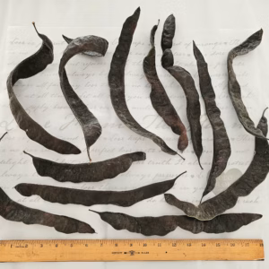 dried locust seed pods
