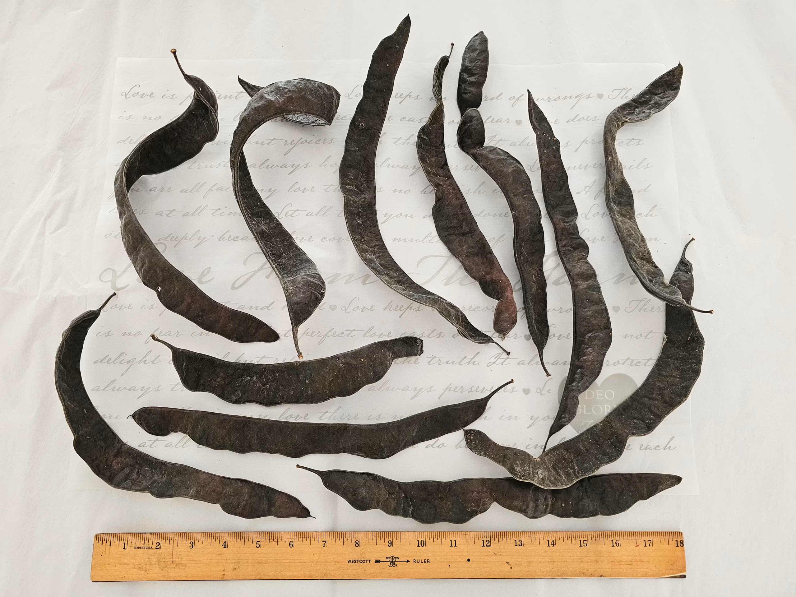 dried locust seed pods