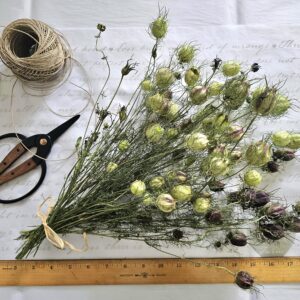 dried nigella seed pods
