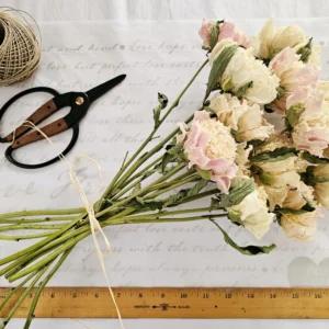 dried peony