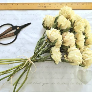 dried peony