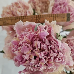 dried peony