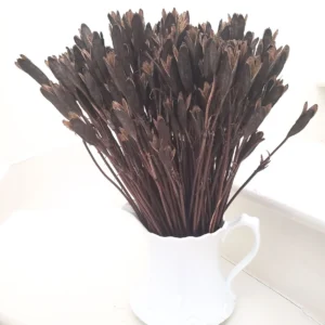 dried siberian iris pod flower stems