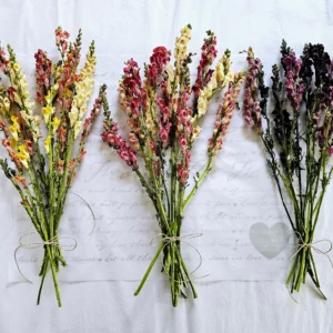 dried snapdragon