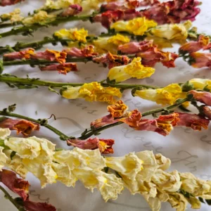 dried snapdragon