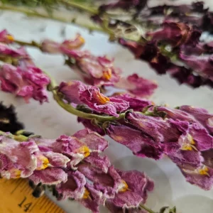 dried snapdragon
