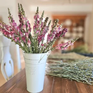 dried snapdragon