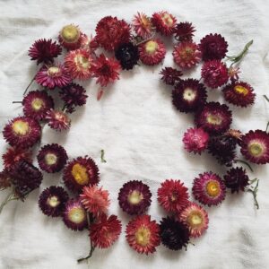 dried strawflower flower heads