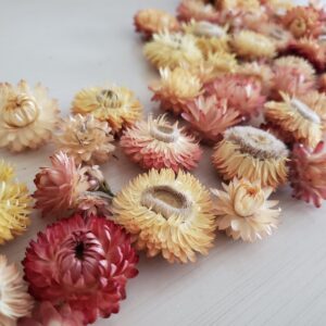 dried strawflower flower heads
