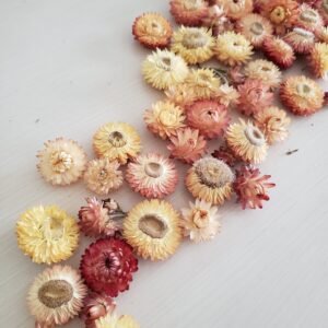dried strawflower flower heads
