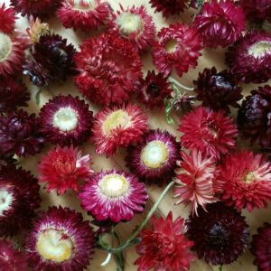 dried strawflower flower heads