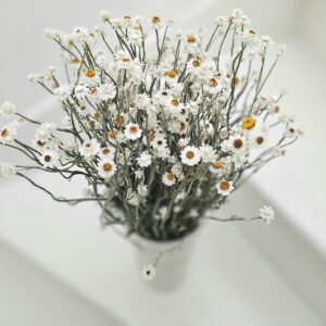 dried winged everlasting