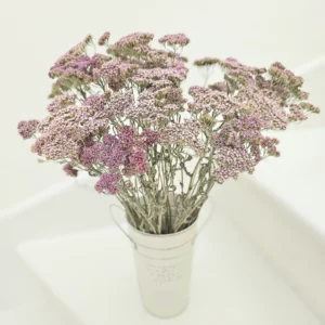 dried yarrow