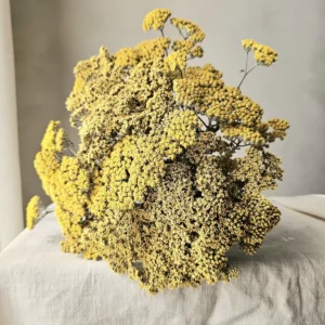 dried yarrow