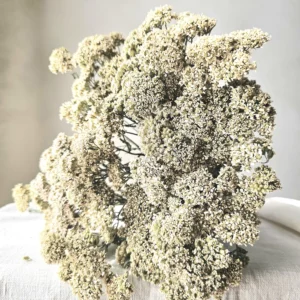 dried yarrow