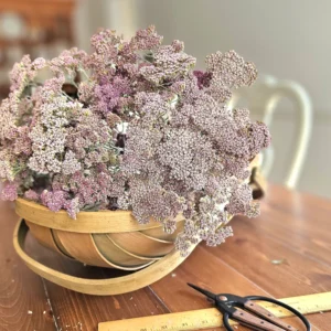 dried yarrow