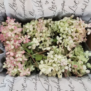 limelight hydrangea flower heads