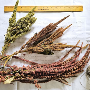 dried amaranth