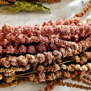 dried amaranth