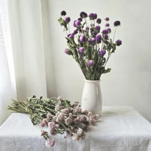 dried gomphrena globe amaranth