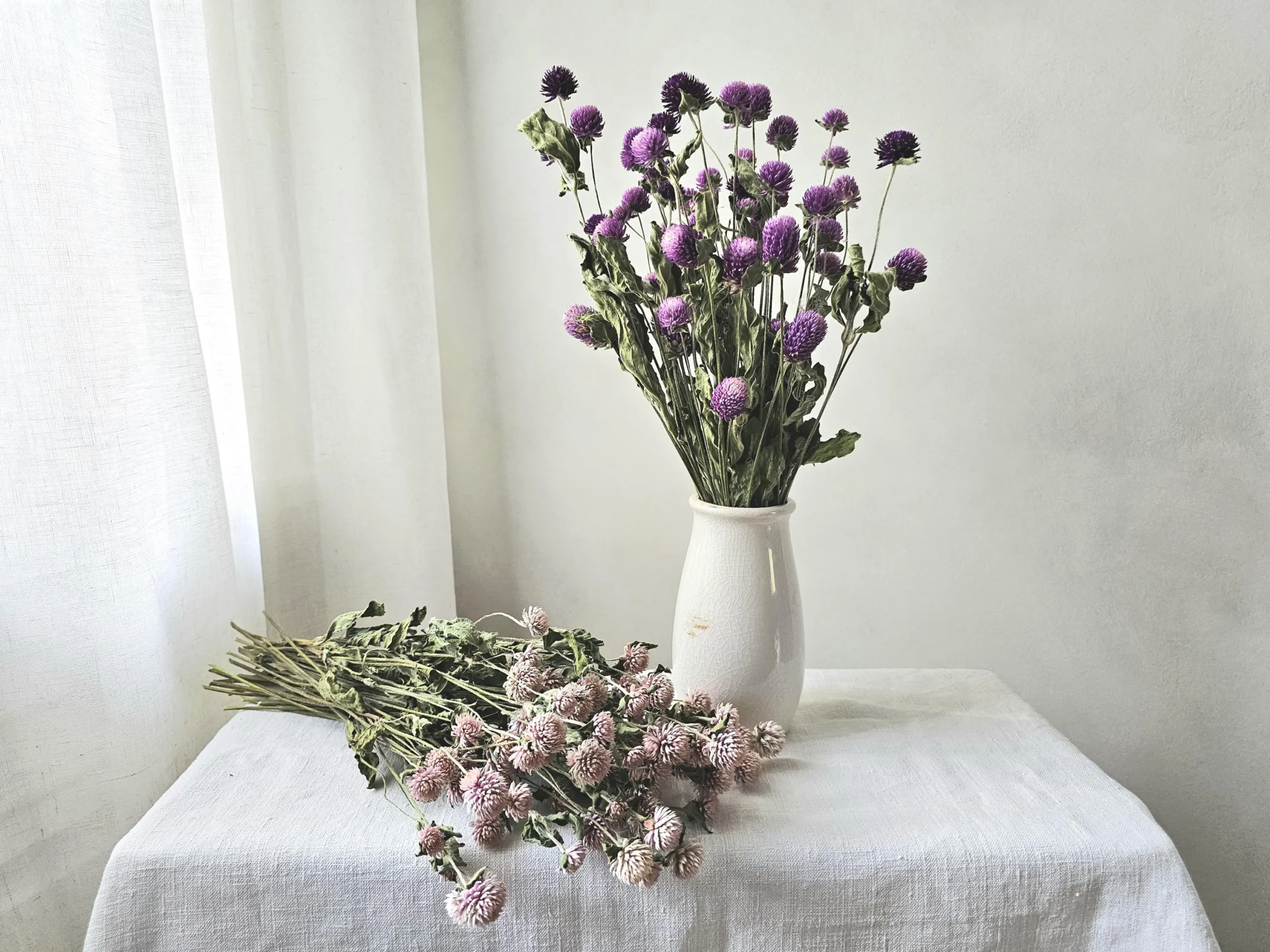 dried gomphrena globe amaranth