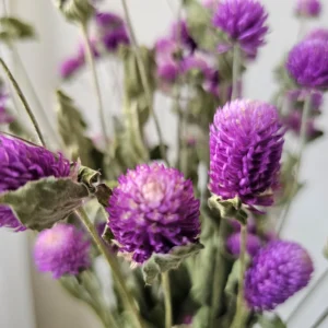 dried gomphrena globe amaranth