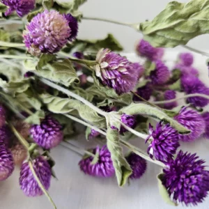 dried gomphrena globe amaranth