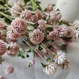dried gomphrena globe amaranth