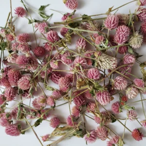 dried gomphrena globe amaranth