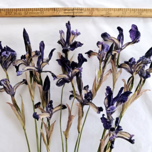dried siberian iris