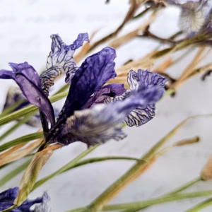 dried siberian iris