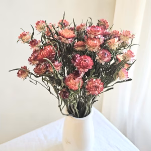 dried strawflower bunch