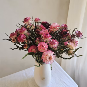 dried strawflower bunch