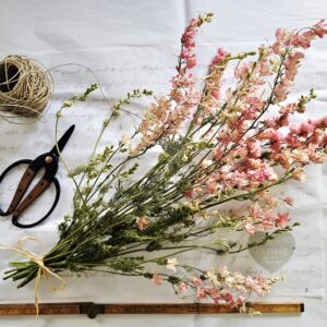 Larkspur