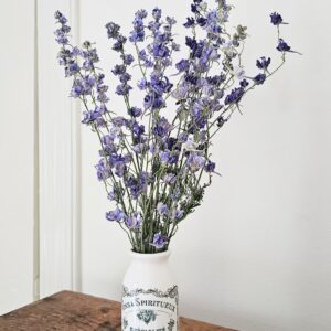 Dried blue Larkspur flower stems