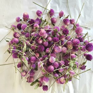 Dried purple Gomphrena globe amaranth flower heads