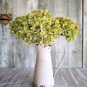 Dried Hydrangea Annabelle flower stems