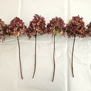 Dried Hydrangea Firelight flower stems