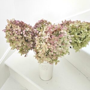 Dried Limelight Hydrangea flower stems